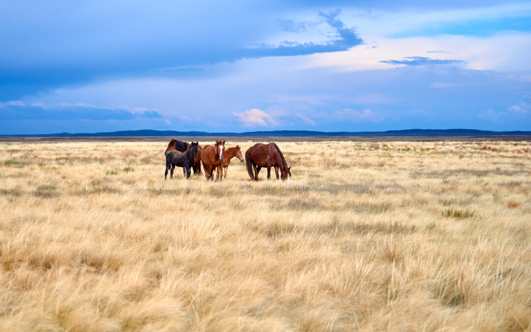 The Horse: Heart of the Bronze Age Steppe